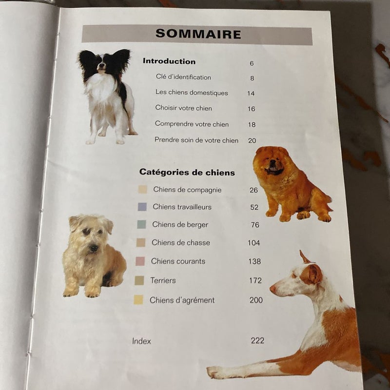 Chiens & Chiots