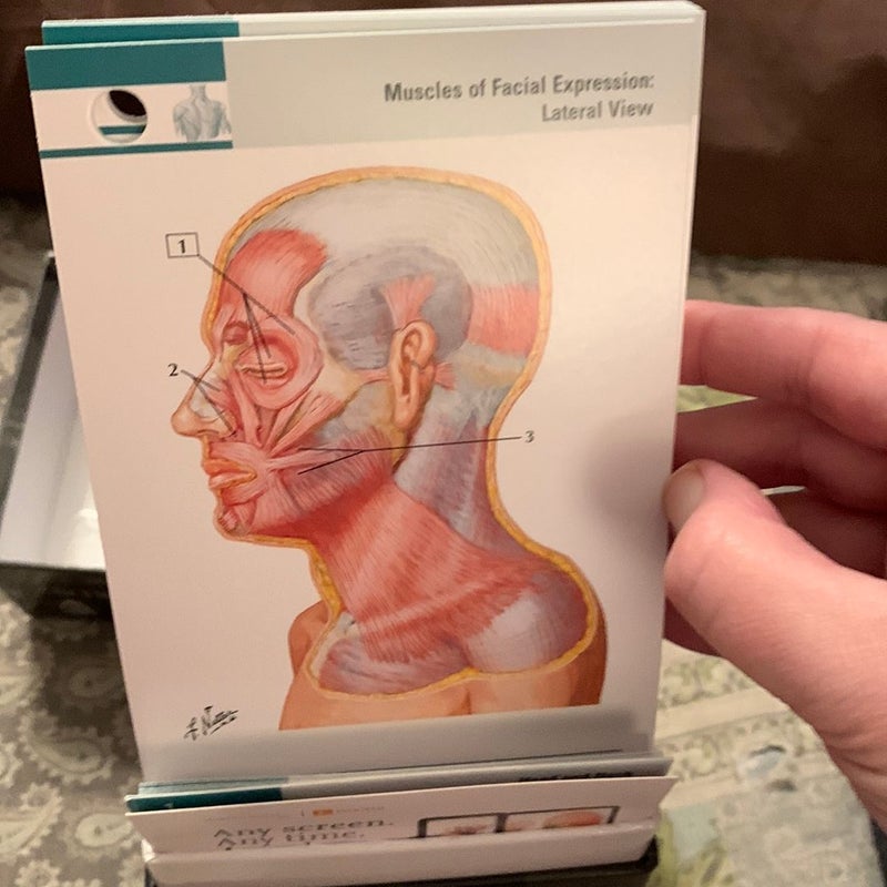 Netter's Anatomy Flash Cards