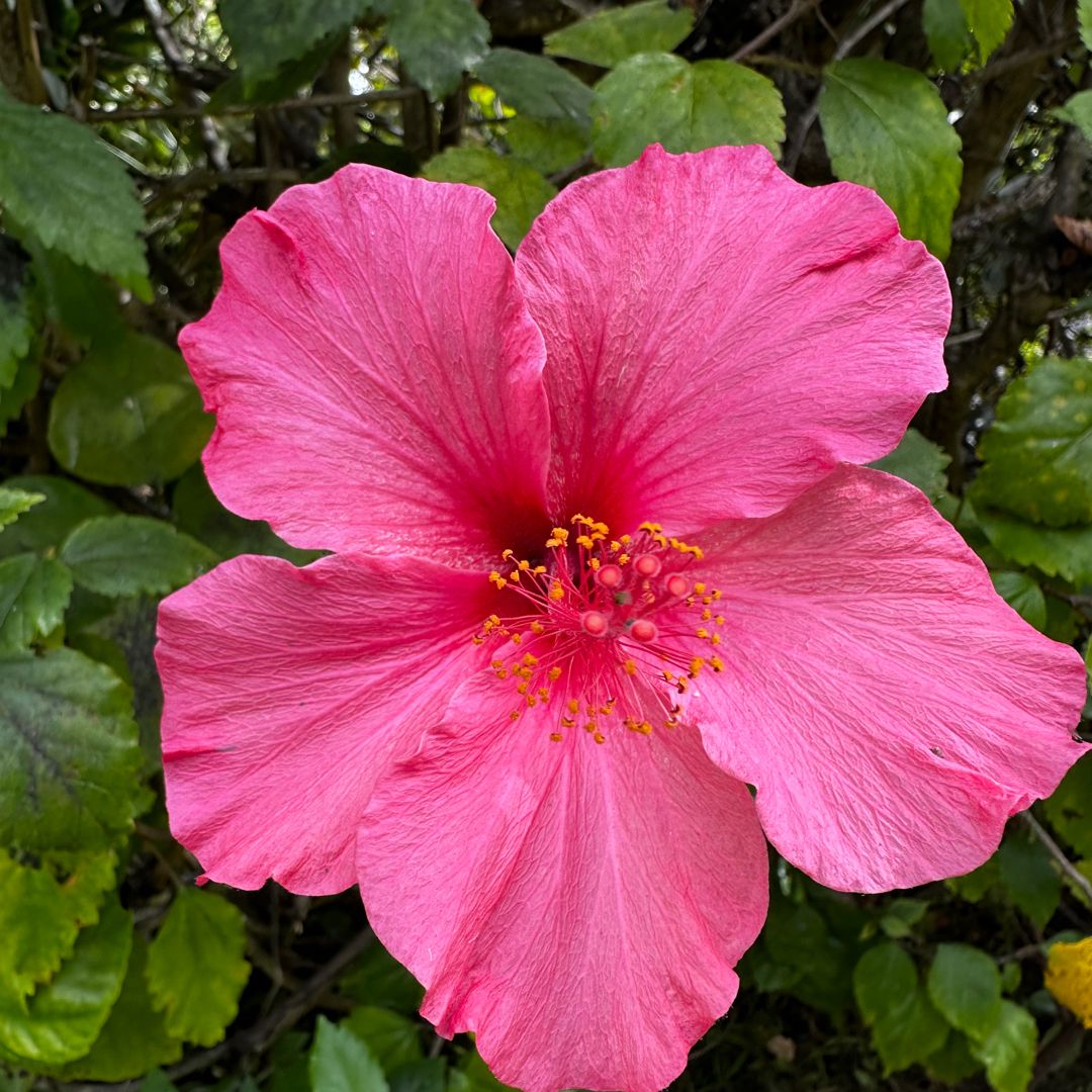 Lisa’s Little Library