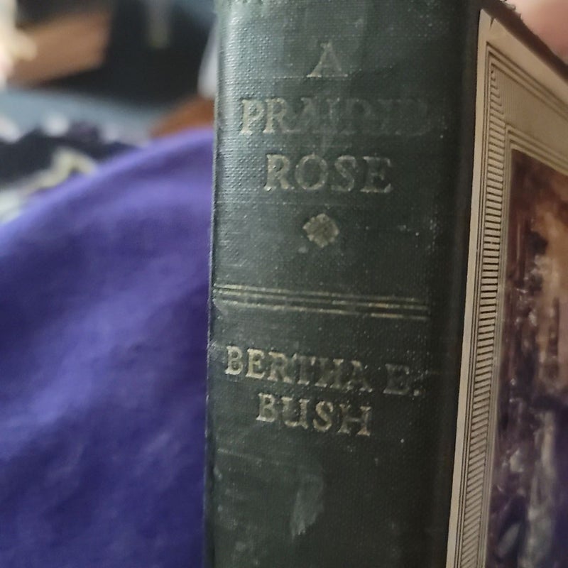 A Prairie Rose