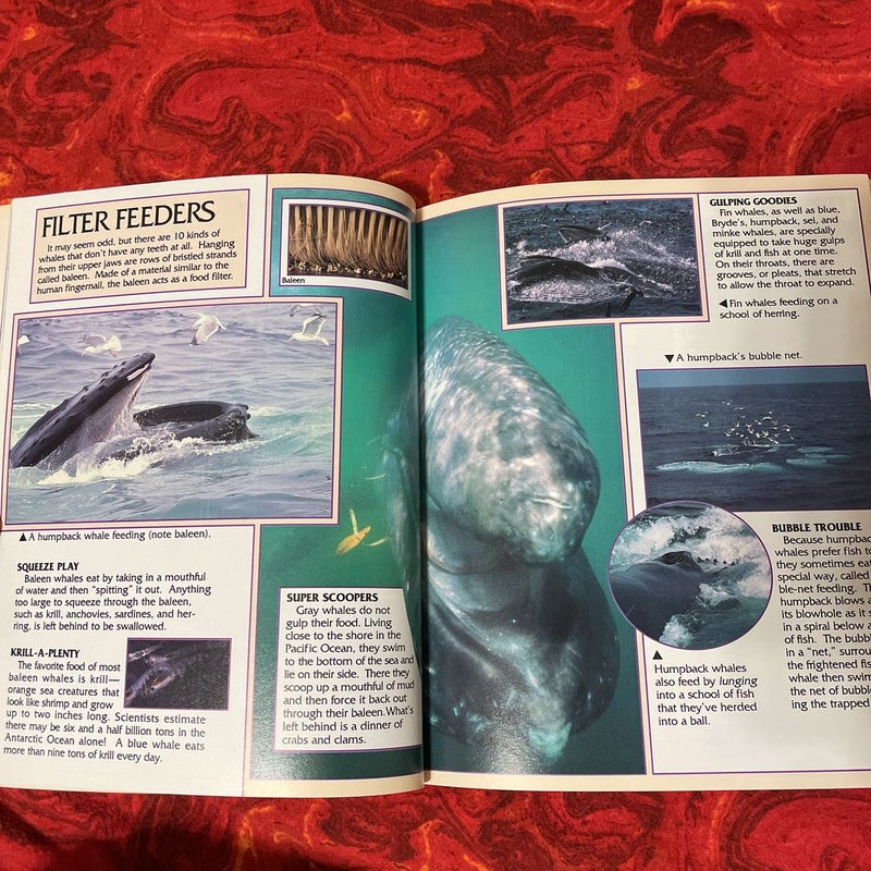Whales & Dolphins