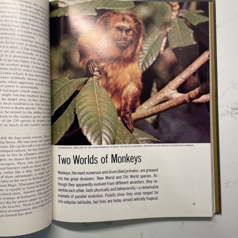 The Primates