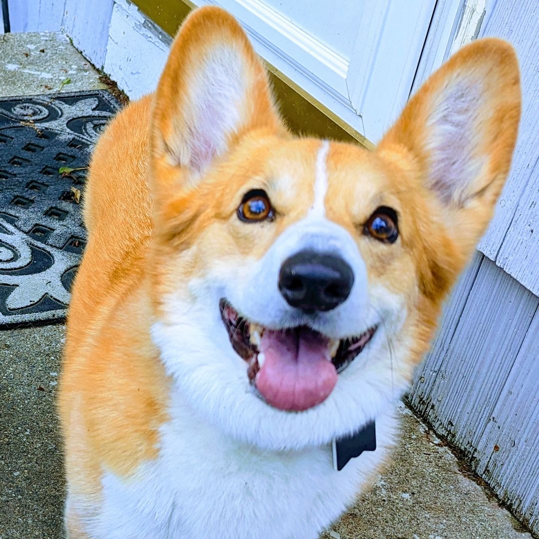 CorgiSnarfles