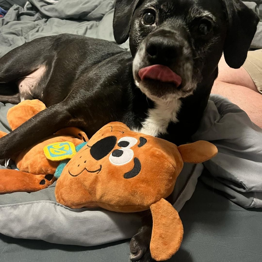 4 dogs 1 house