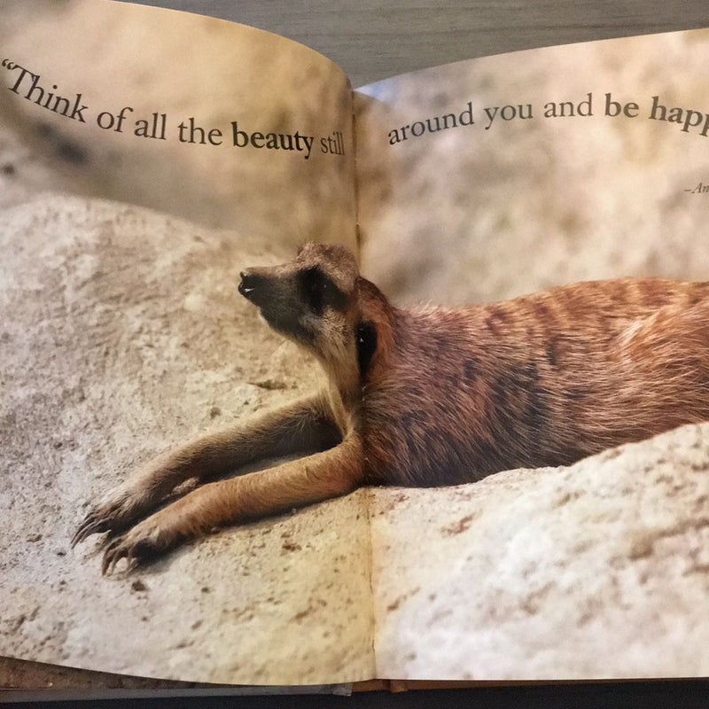 Wisdom of Meerkats