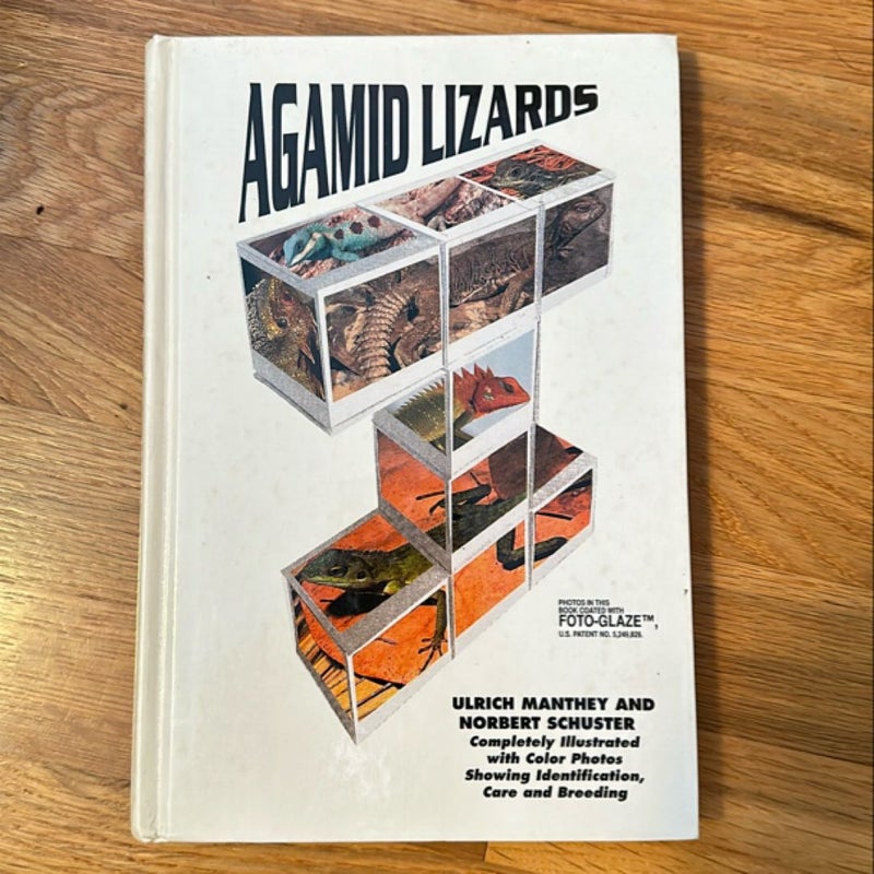 Agamid Lizards