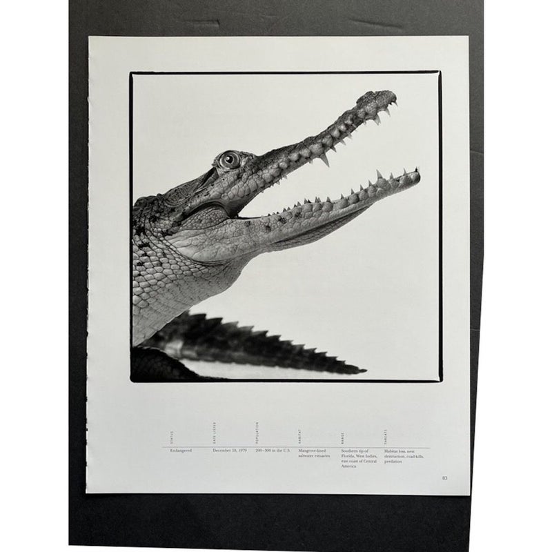 American Crocodile Endangered Spieces Book Art
