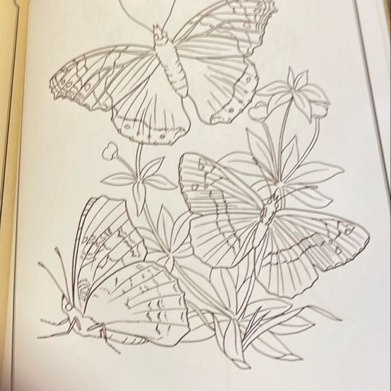 Coloring Butterflies 