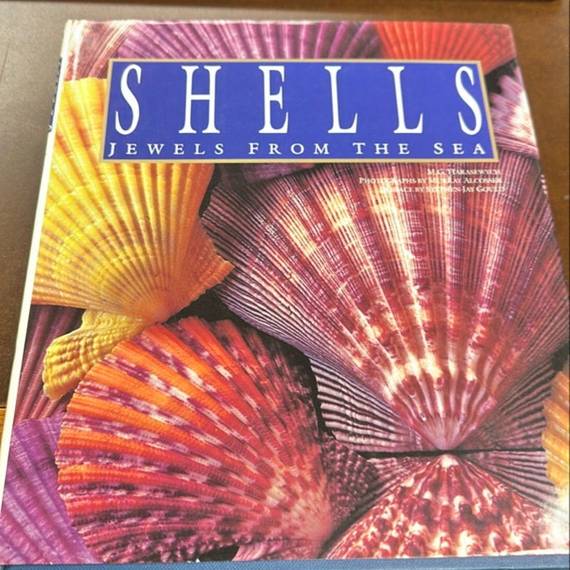 Shells jewels from the sea