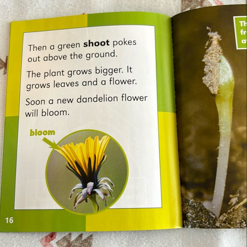 From Seed to Dandelion (Scholastic News Nonfiction Readers: How Things Grow)