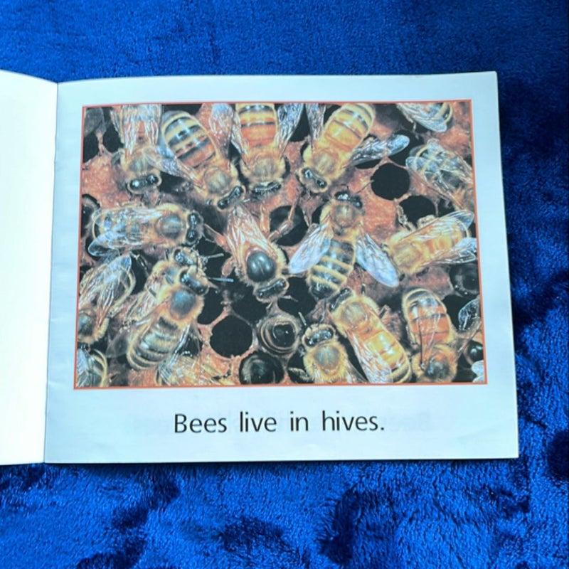 Bees Live in Hives