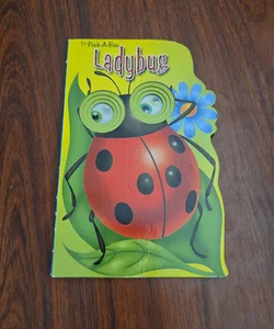 The Peek-A-Boo Ladybug