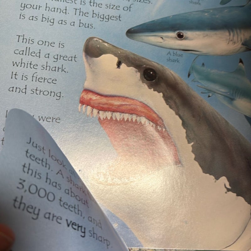 Under the Sea Lift-the-Flap