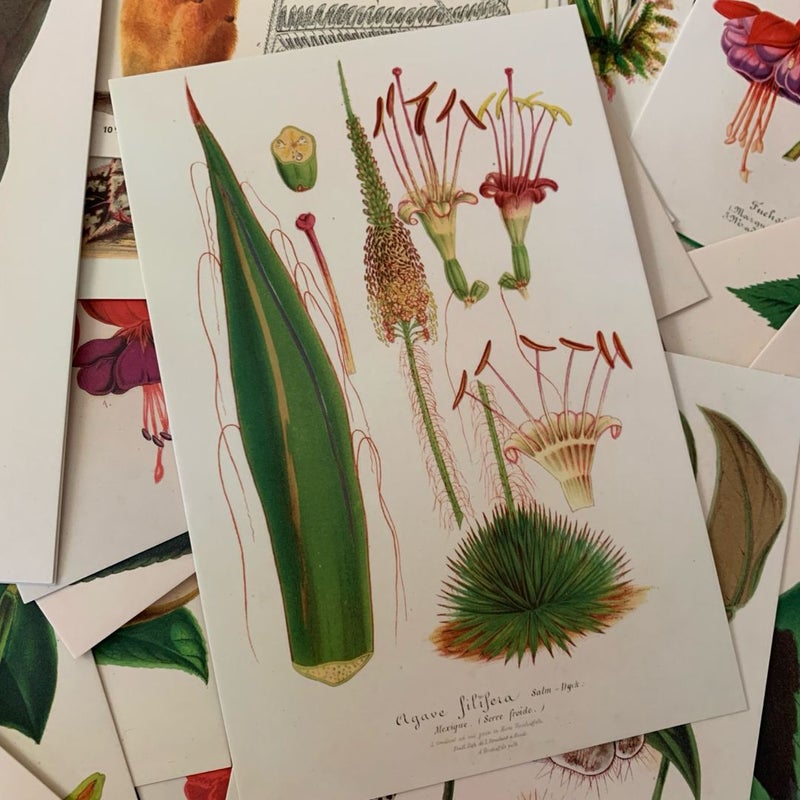 Vintage Botanical Cards Wall Art Kit - New!