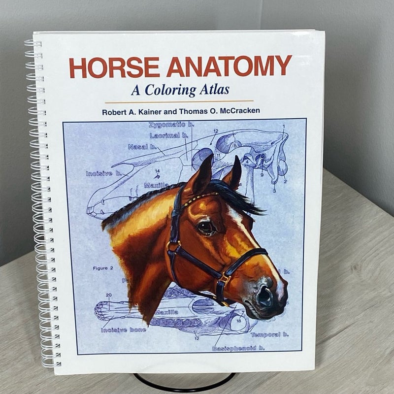 Horse Anatomy