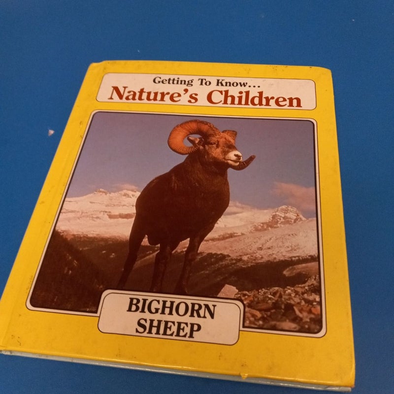 Bighorn Sheep