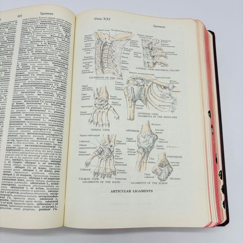 Vintage Dorland's Illustrated Medical Dictionary Red Leather 24th Edition 1965