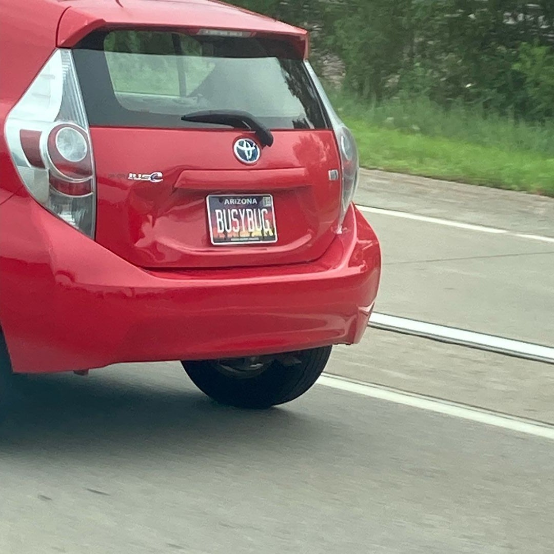 TheBusyBug