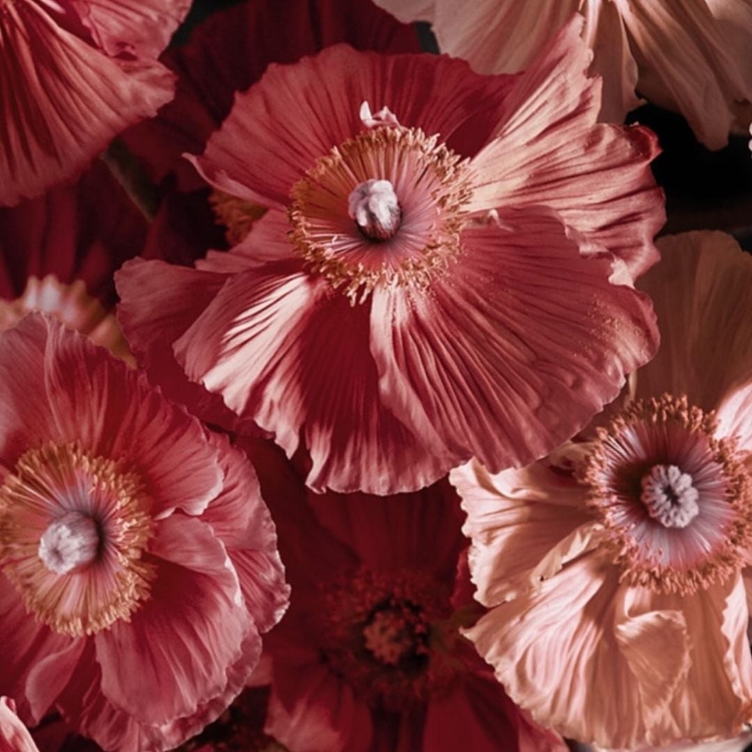 Books2bloom