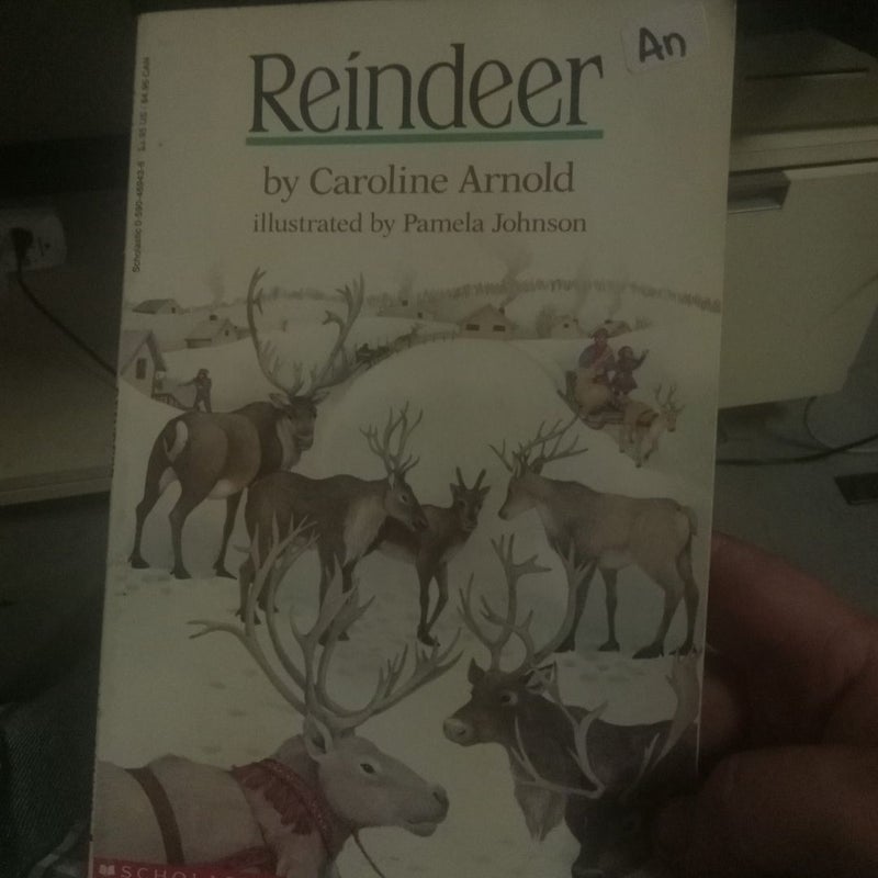 Reindeer