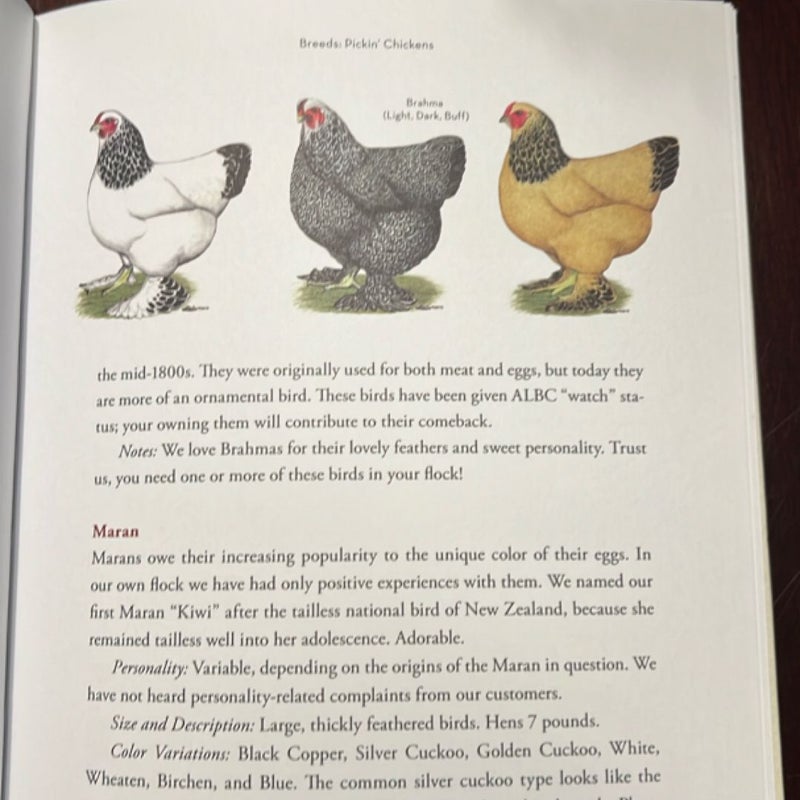 A Chicken in Every Yard