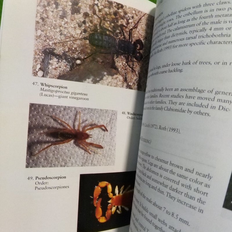 A Field Guide to Spiders & Scorpions of Texas