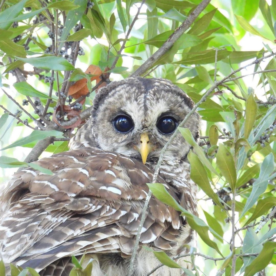 Owlicious Books