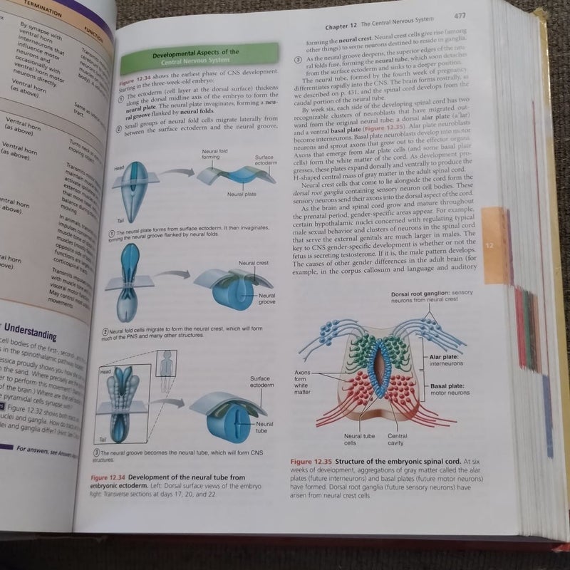 Human Anatomy and Physiology