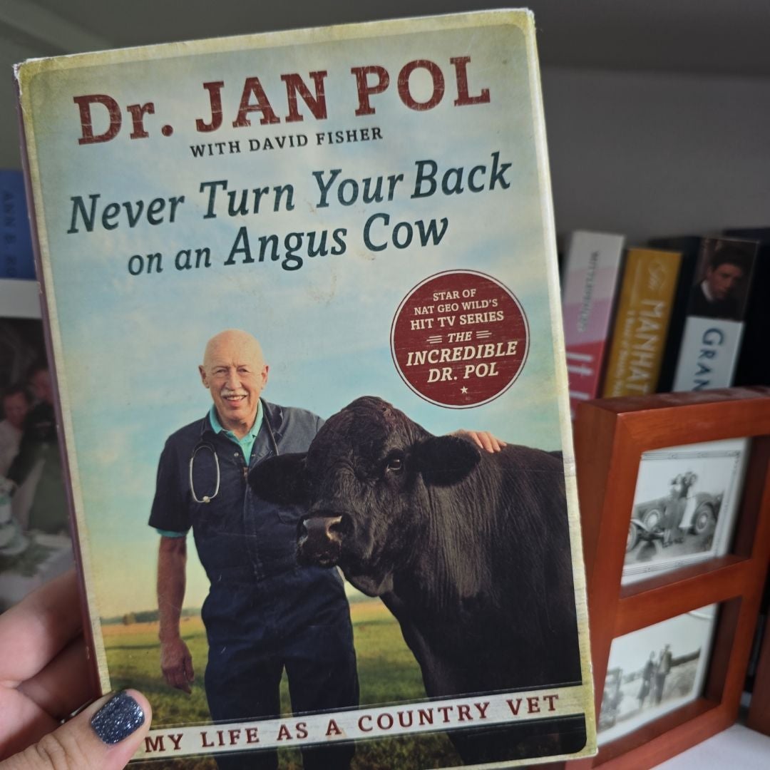 Never Turn Your Back on an Angus Cow