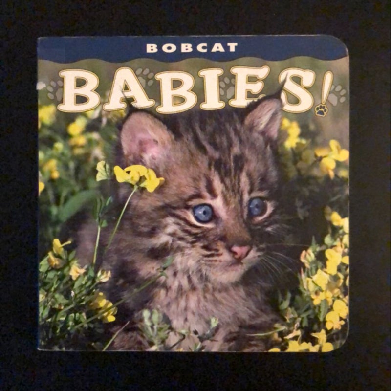 Bobcat Babies