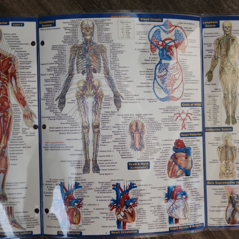 Anatomy - Reference Guide (8. 5 X 11)