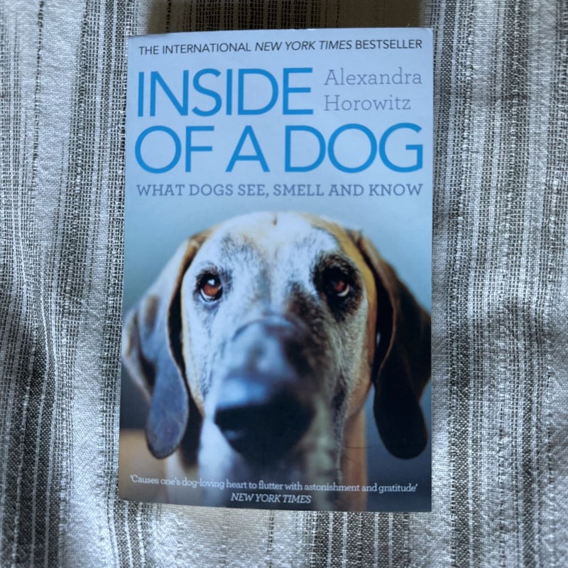 Inside of a Dog