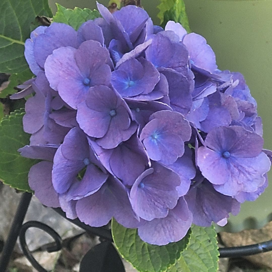 Book Hoarder's Book Talks