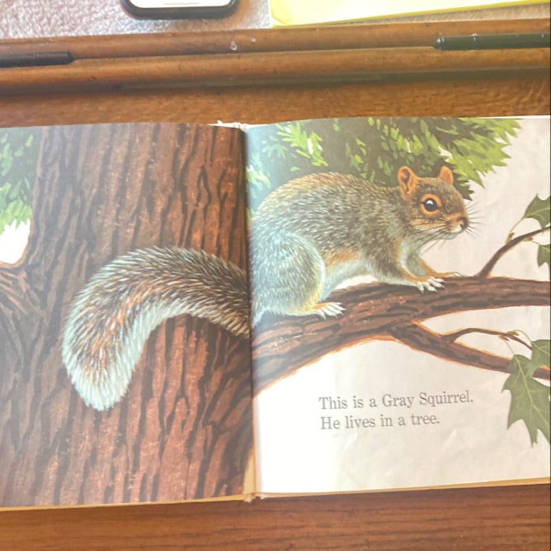 The Squirrel Book
