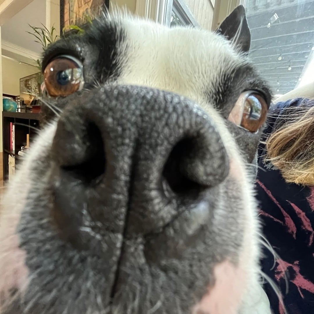 Sophie