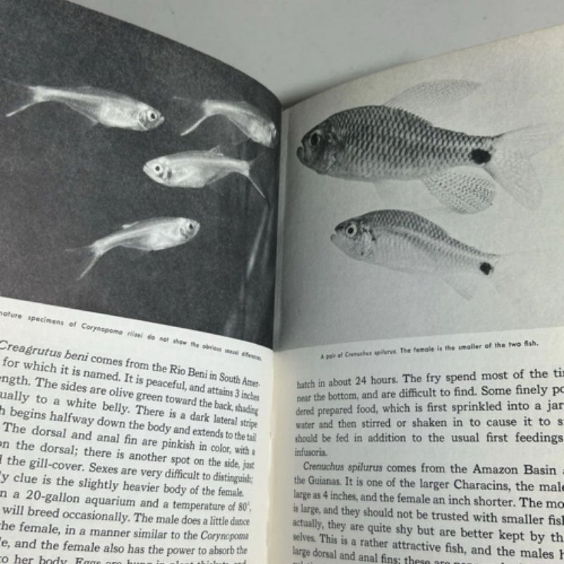 Encyclopedia of Tropical Fishes