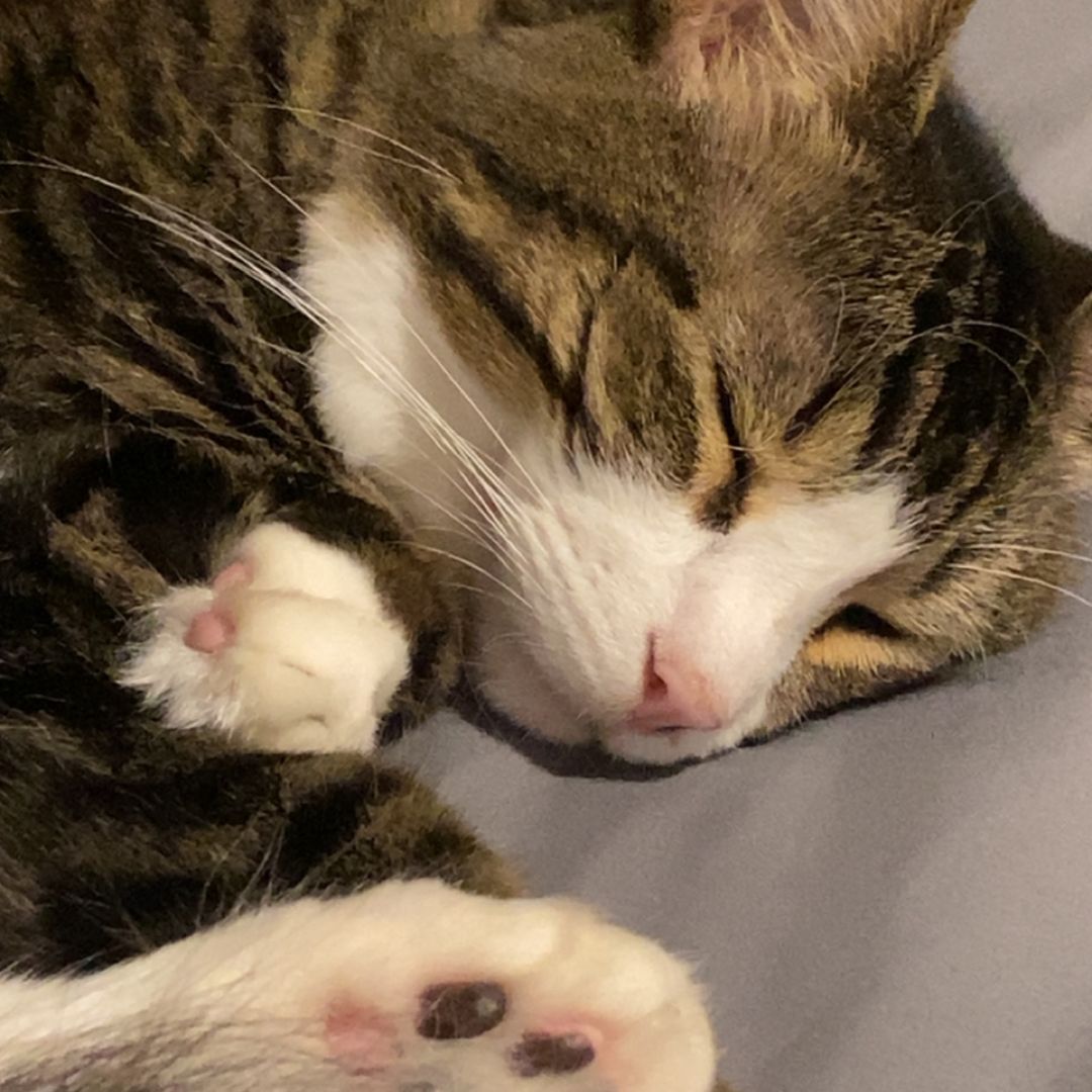 Kat
