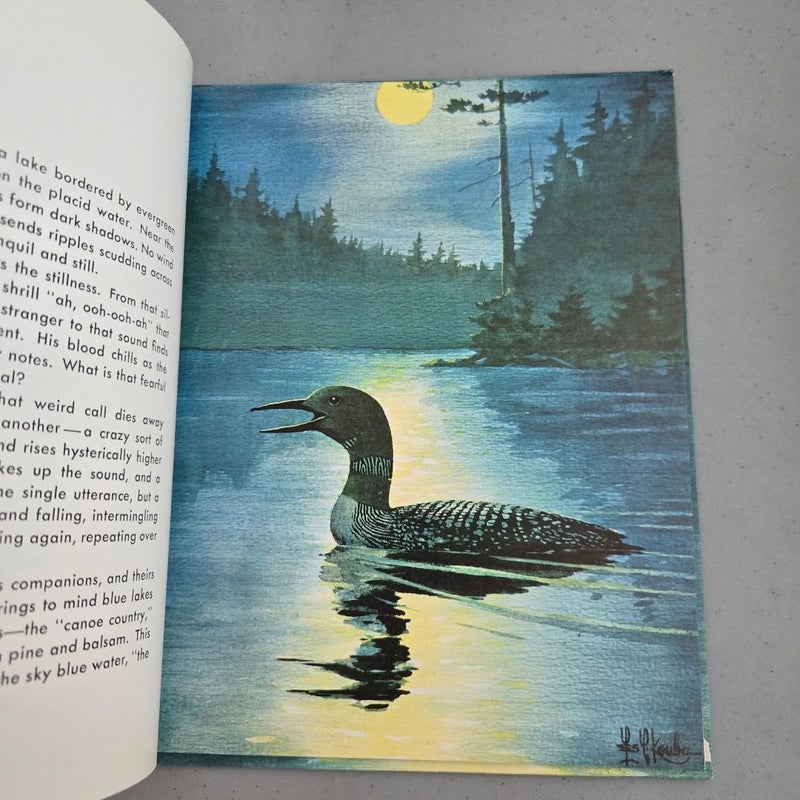 Loon