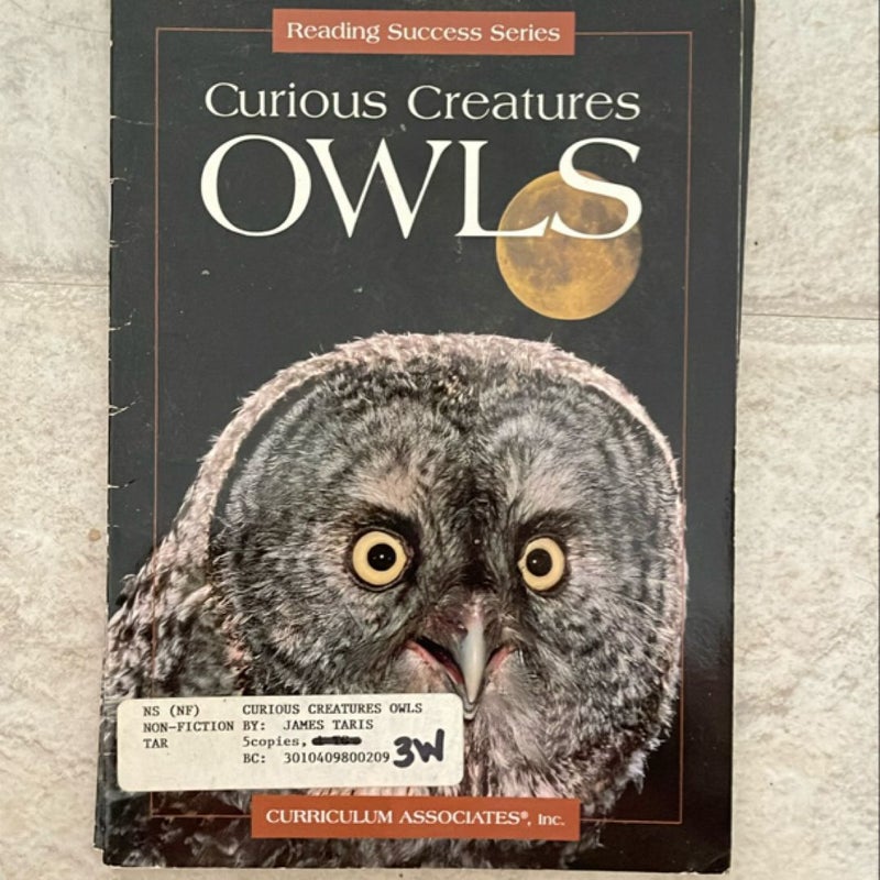Curious Creatures Owls