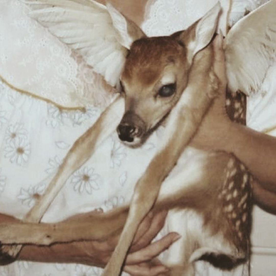 My Deer Books