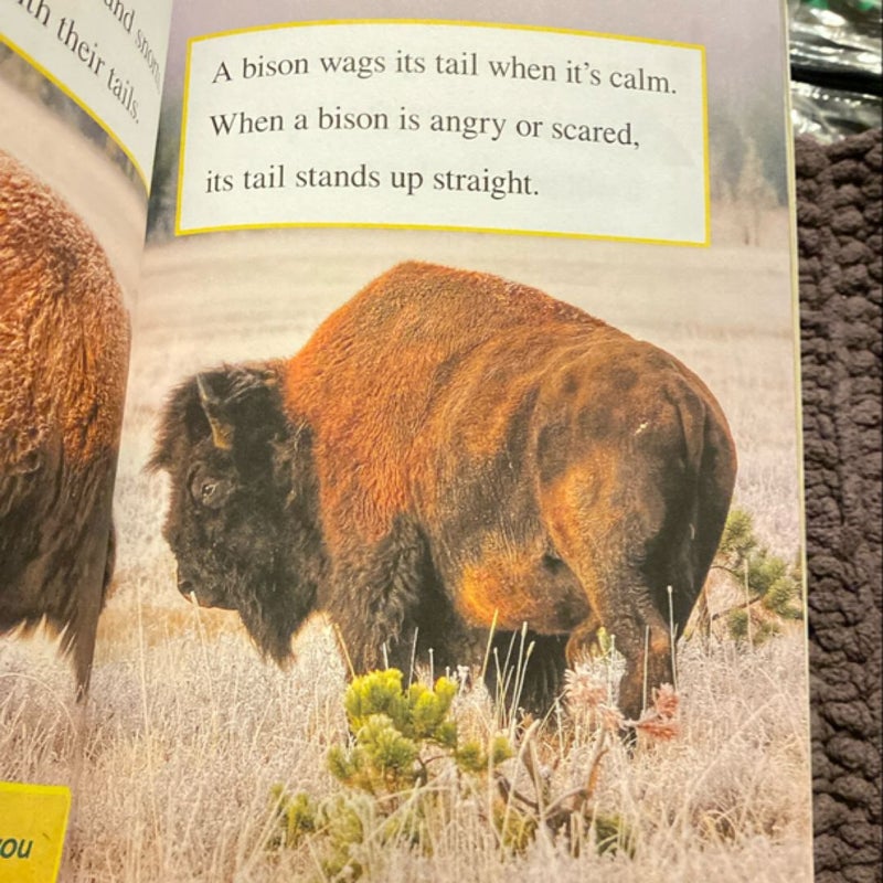 Ranger Rick: I Wish I Was a Bison