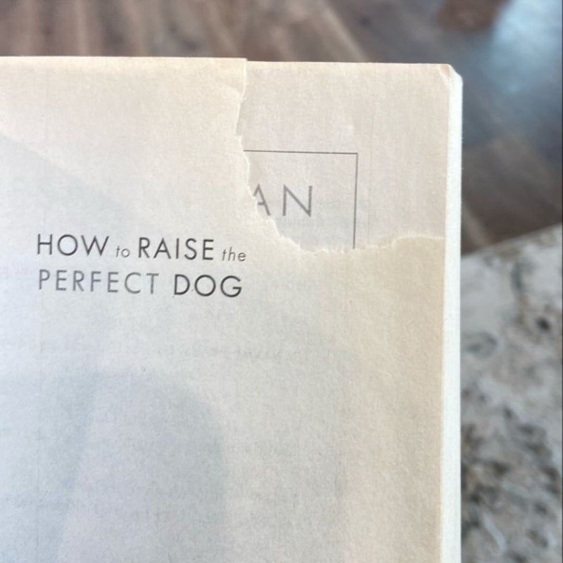 How to Raise the Perfect Dog