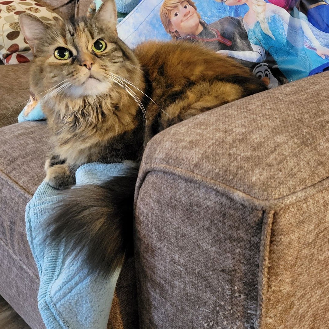 Marisa L