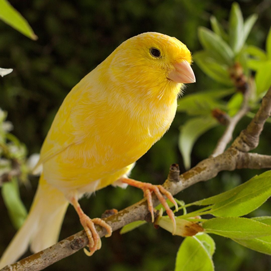Chaotic Canary
