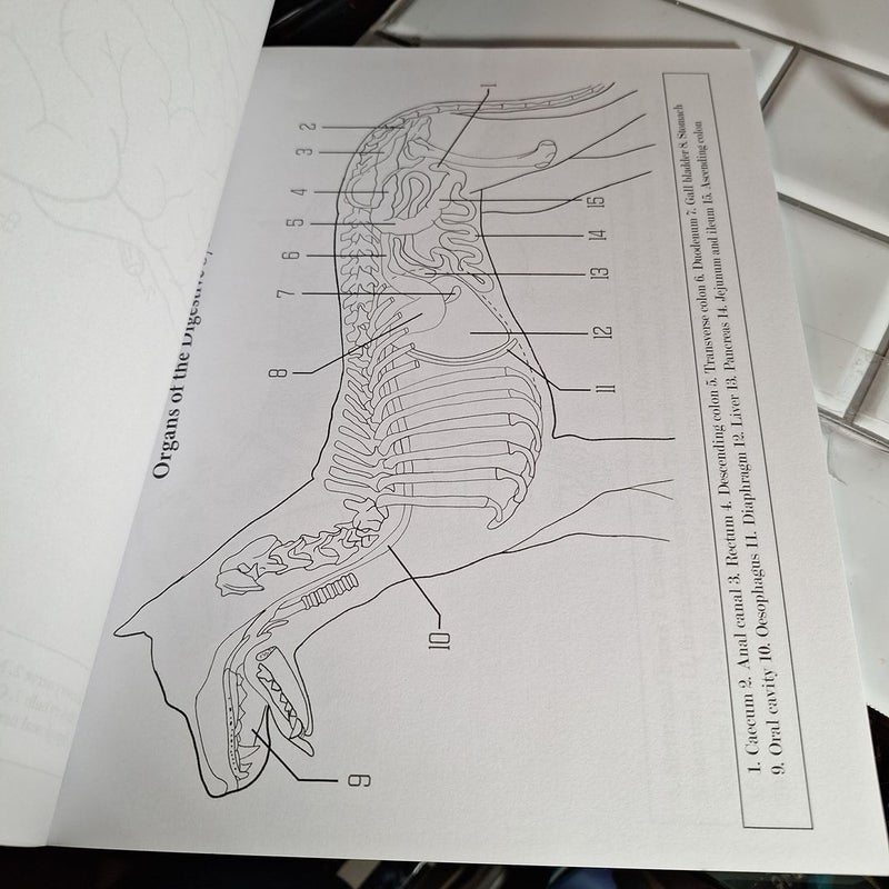 Veterinary Nursing Colouring Book Master Animal Anatomy and