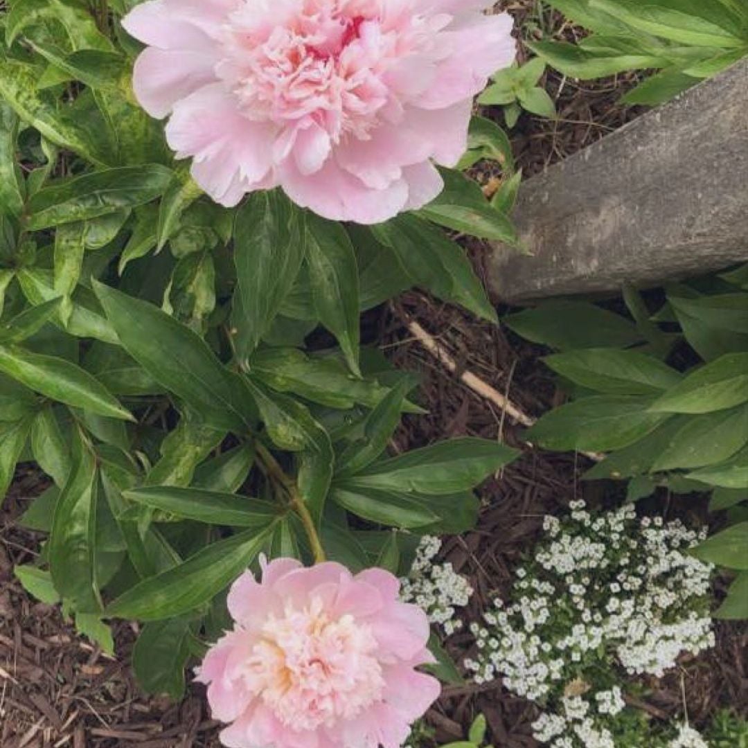 The Peony Archive