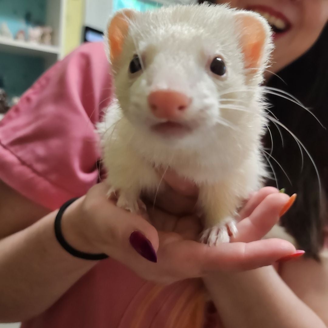 LittleFerals