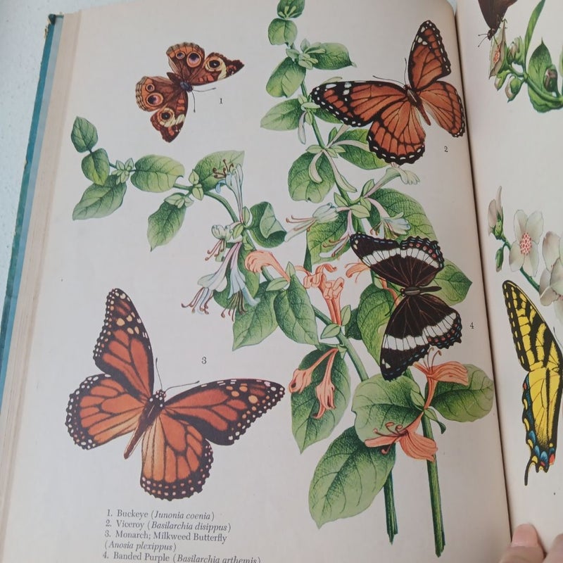 American Butterflies and Moths - 1942- Random House