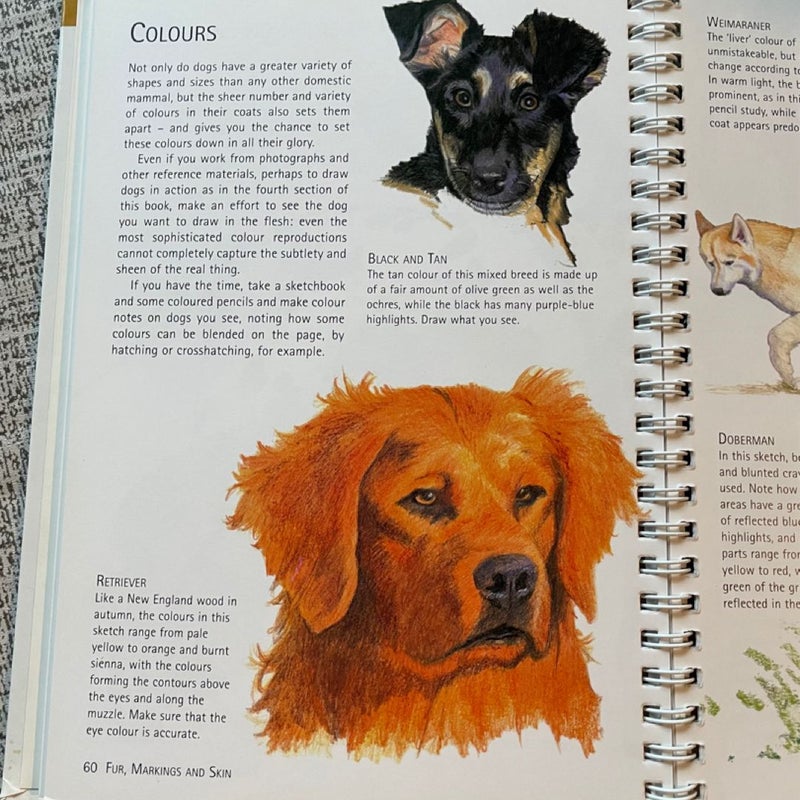 Dogs, How to Draw Them