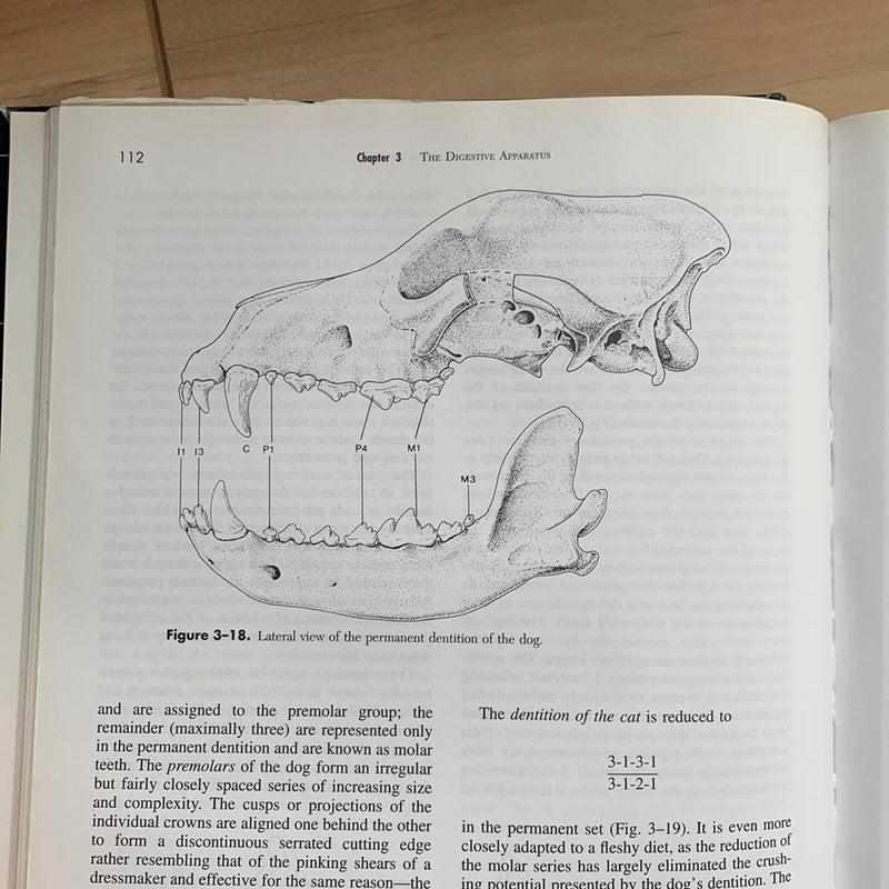 Textbook of Veterinary Anatomy